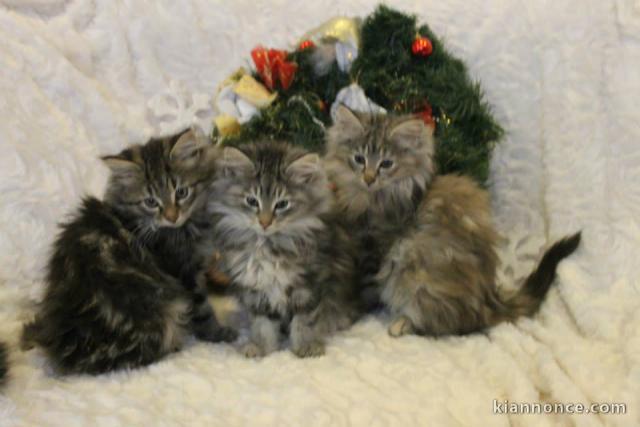 CHATONS MAIN COON DISPO DE SUITE