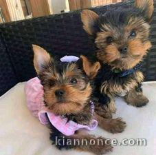 Magnifique Chiots Yorkshire terrier