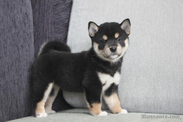 Donne joli chiot shiba inu de 2 mois