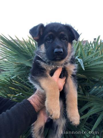 Chiots Berger allemand a donner