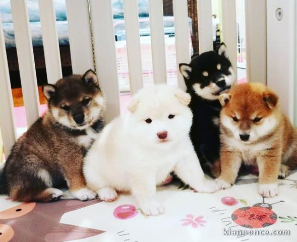 Chiots Shiba Inu en adoption 