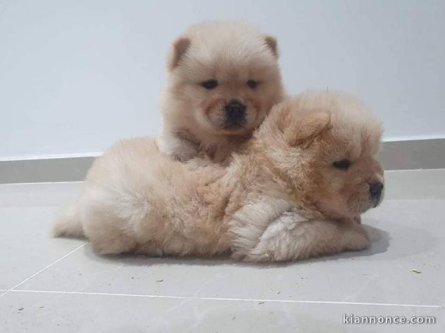 Chiots Chow Chow Magnifique