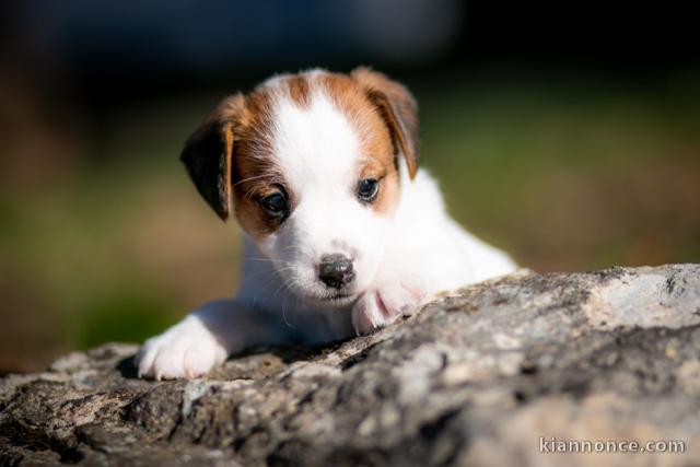 Chiots Jack Russell Terrier