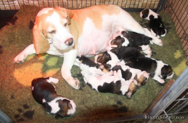 Portée Chiots Beagle LOF