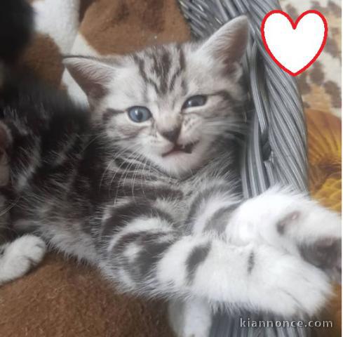 Deux chatons British shorthair tigrés