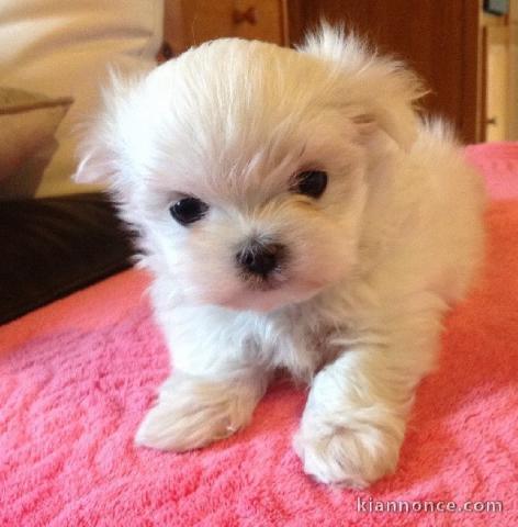 A DONNER Adorable Femelle chiot Bichon Maltais