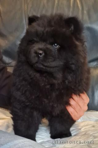 Magnifique Chiots Chow Chow A donner contre bon soin