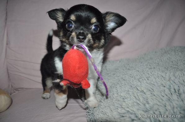  Adorables chiots Chihuahua