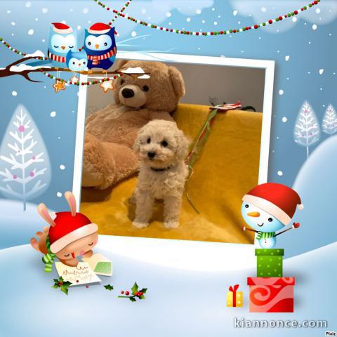 Adorables bb Caniche disponible pour  Noël !!!!