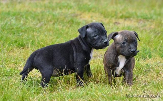 Magnifique chiot  staffordshire bull terrier