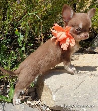 Adoption chiot femelle chihuahua