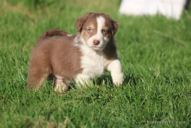 Donne mignonne chiots berger australien