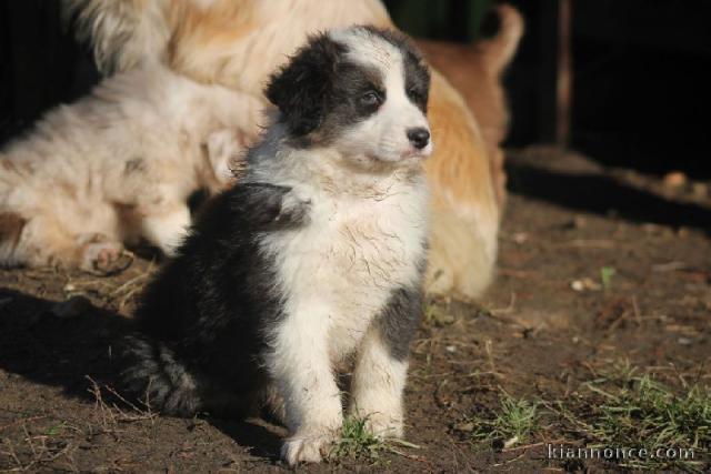 Donne mignonne chiots berger australien