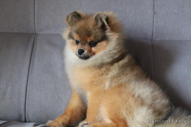 Magnifique Chiot Spitz CCà adopté