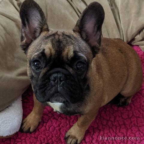 Adoption Bouledogue Français