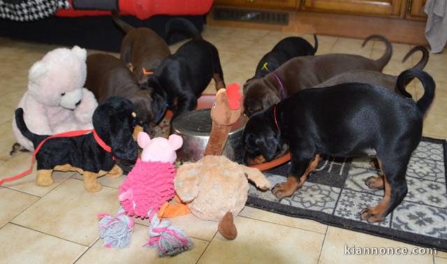 Chiots Dobermann Dispo 