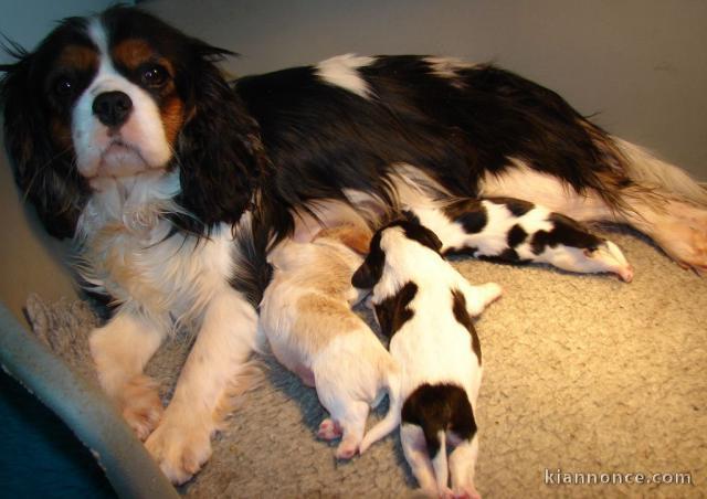 Donne Chiots Cavalier King Charles