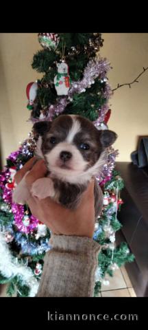 Chiots Chihuahua Noël 🎅🏻