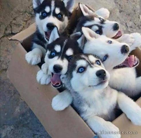 Magnifiques chiots Husky Siberie Femelles et Mâles LOF