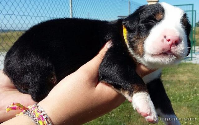 Splendide chiot bouvier bernois femelle Pour Noel