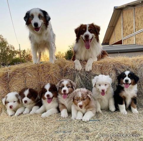 Chiots Berger Australiens  en adoption 