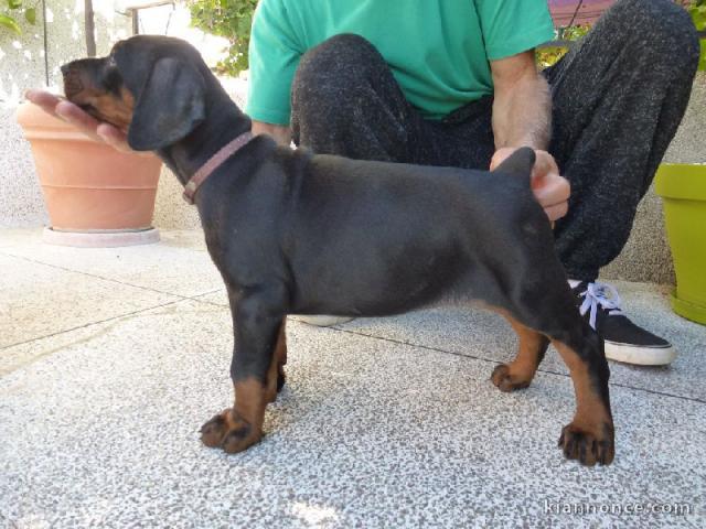 chiots dobermann a donner pour noel