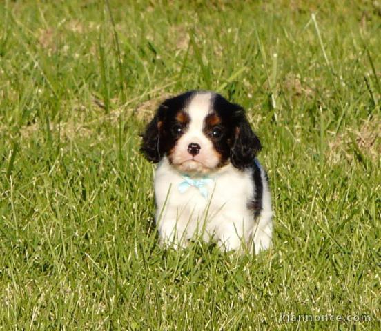 Chiots Cavaliers King Charles LOF a donner pour NOEL