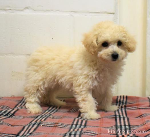 Adorable chiot bichon frise