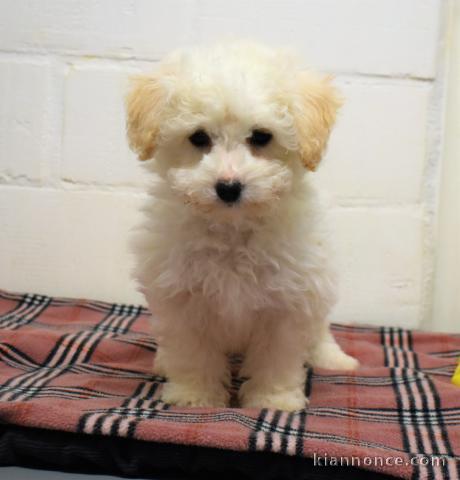 Adorable  chiot bichon frise