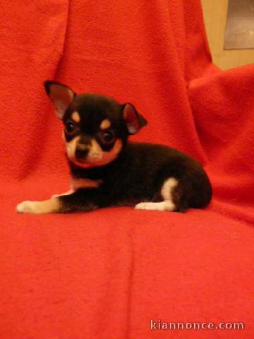 Chiot chihuahua LOF a donner pour NOEL