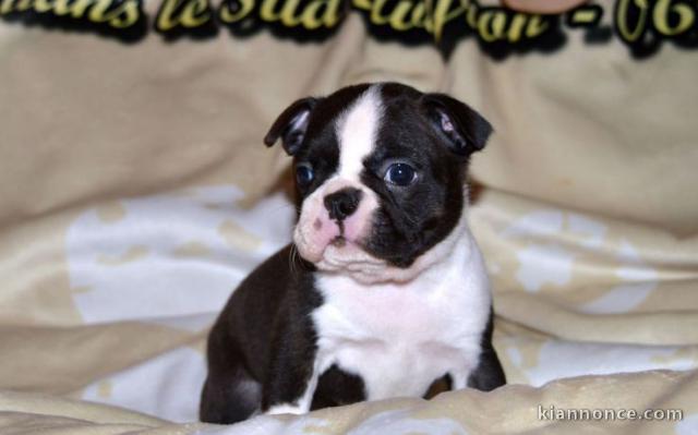 Chiot Boston Terrier  lof a donner