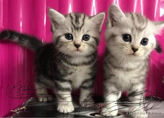 3 CHATONS BRITISH SHORTHAIR