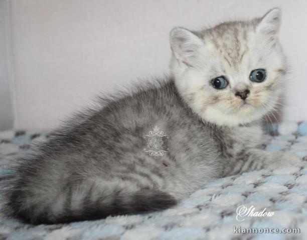 3 CHATONS BRITISH SHORTHAIR