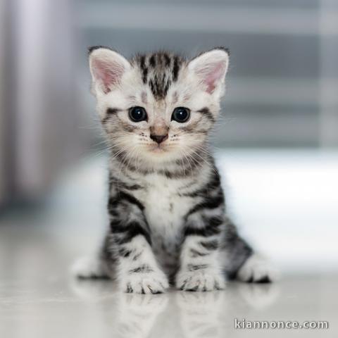 3 CHATONS BRITISH SHORTHAIR