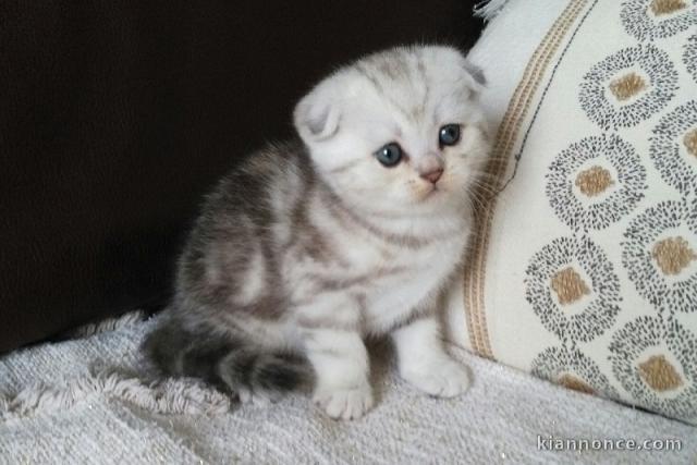 3 CHATONS BRITISH SHORTHAIR