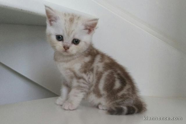 3 CHATONS BRITISH SHORTHAIR