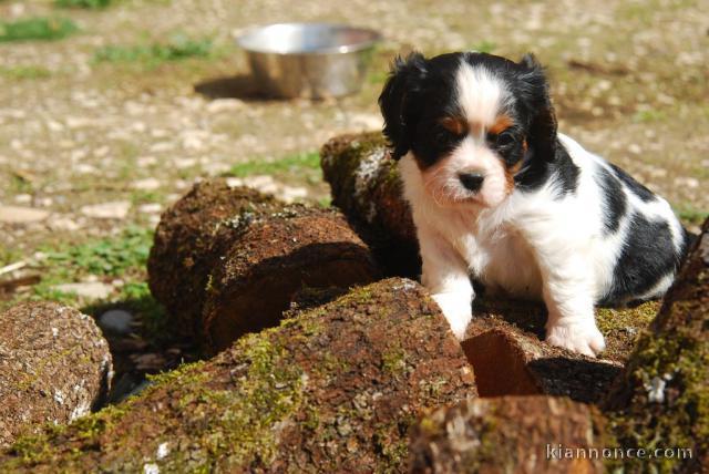 Adorable chiot cavalier kings charles femelle