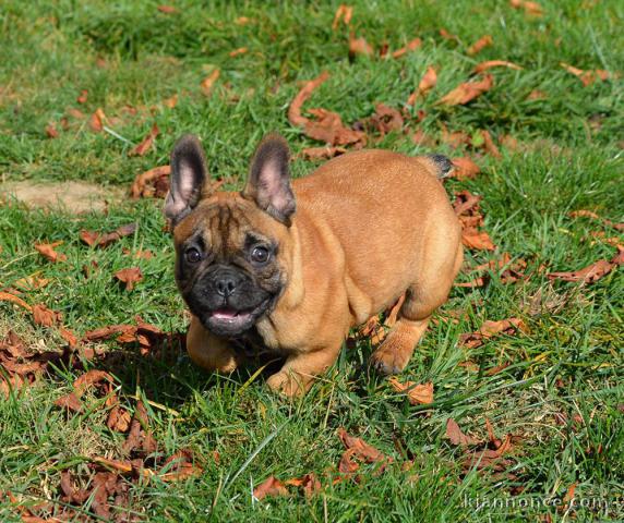 Chiot bouledogue français rouge fauve