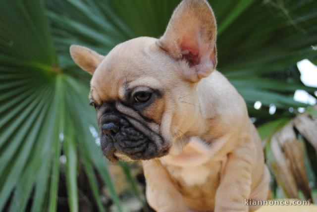 Chiot bouledogue français rouge fauve