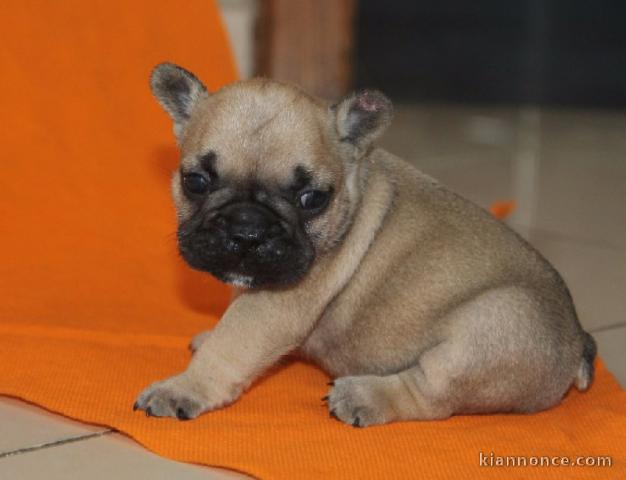 Chiot bouledogue français rouge fauve