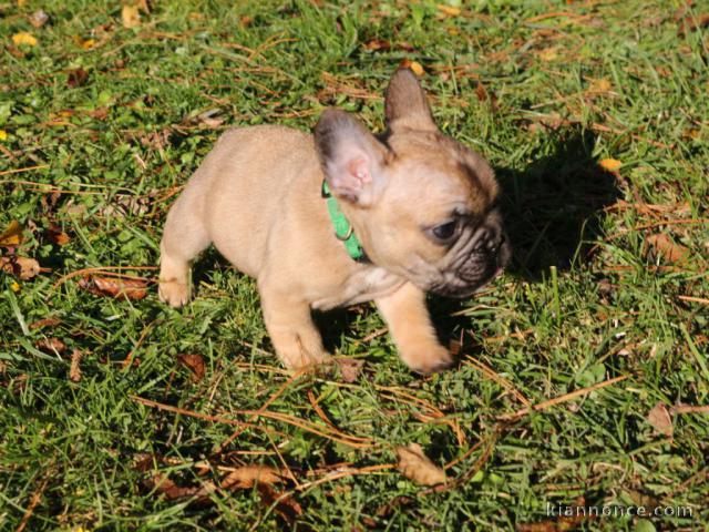 Chiot bouledogue français rouge fauve