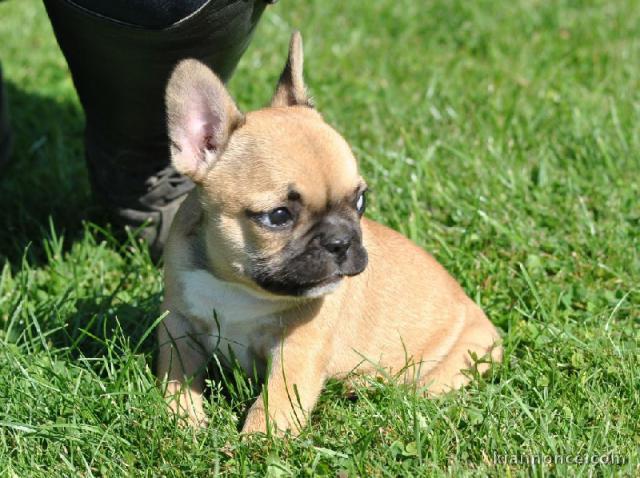 Chiot bouledogue français rouge fauve