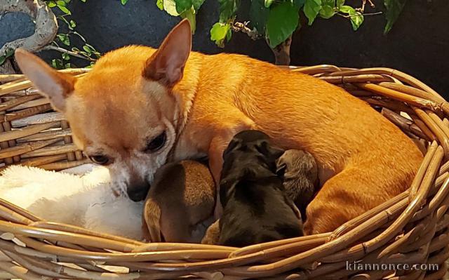 Chiot chihuahua non lof disponible fac reg 95x10= 950e