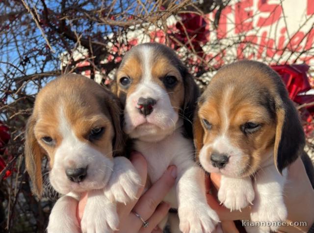 Adoption Chiots Beagle