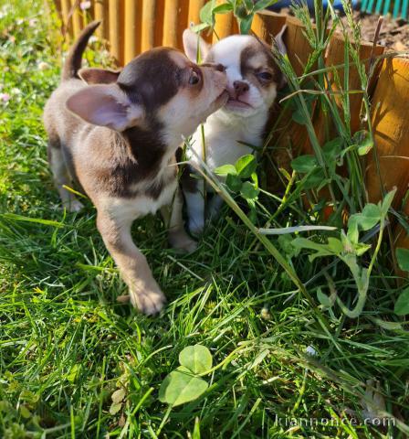 Chiot Chihuahua Adoption