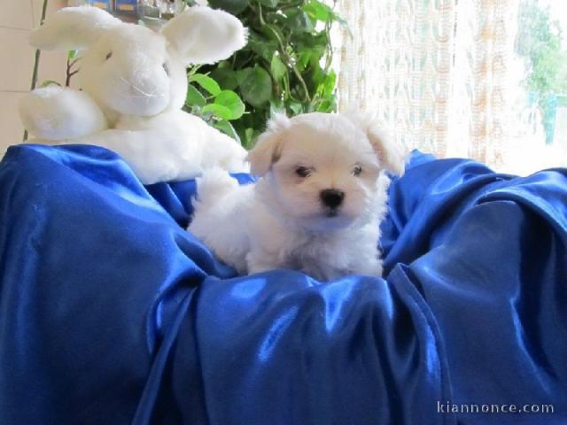 Donner chiot bichon maltais femelle non lof Pour Noel