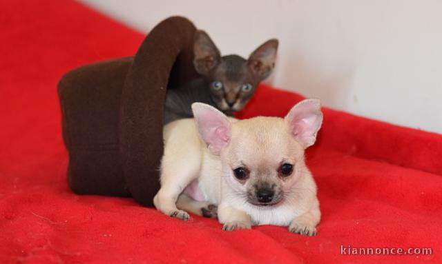 Chiot chihuahua femelle à céder