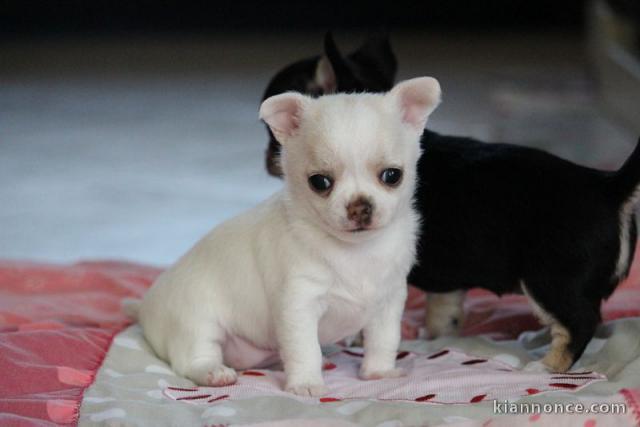 Chiot chihuahua femelle à céder