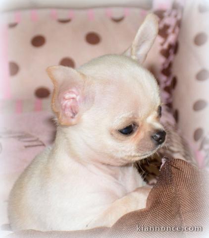 Chiot chihuahua femelle à céder