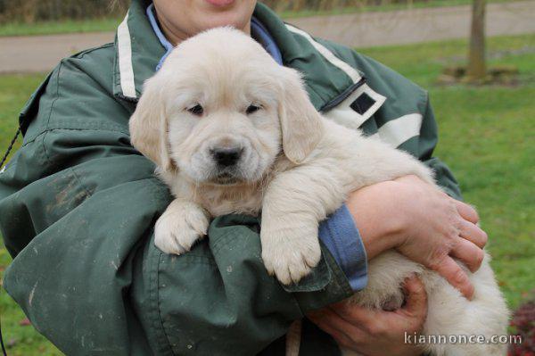 A DONNER Magnifique Chiot Golden Retriever Pure Race Pour Noel